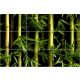 Tile mural with vibrant bamboo stalks and natural green leaves